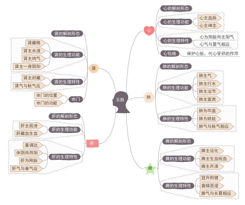 《五脏》思维导图精华版,带你认识心肺脾肝肾