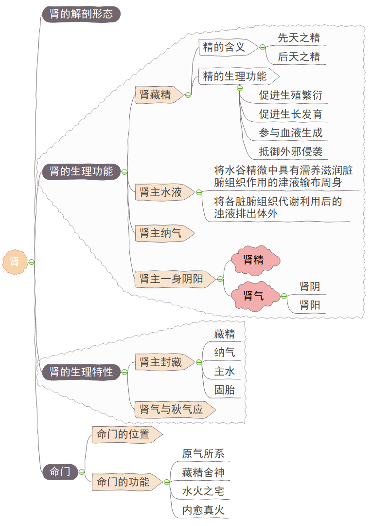 《五脏》思维导图精华版,带你认识心肺脾肝肾