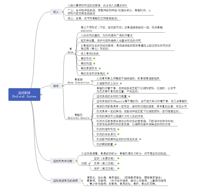 运动系统思维导图