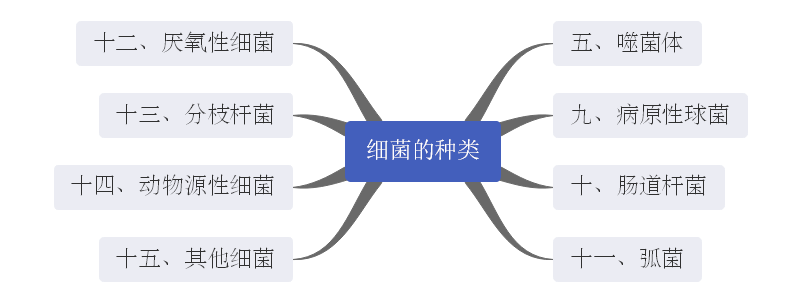 真菌细菌思维导图图片